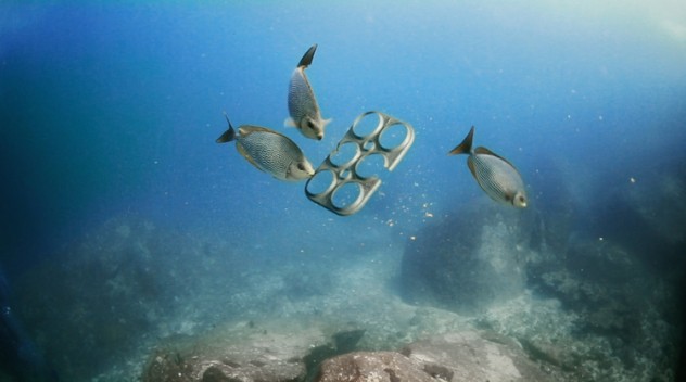 L Imballaggio Della Birra Che Nutre Gli Animali Del Mare Videocorriere Sociale Corriere Sociale